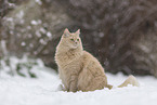 Maine-Coon-Mischling im Schnee