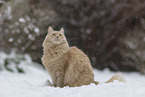 Maine-Coon-Mischling im Schnee