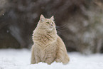 Maine-Coon-Mischling im Schnee