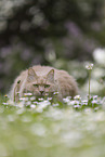 Maine-Coon-Mischling