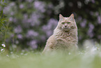 Maine-Coon-Mischling