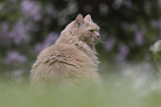 Maine-Coon-Mischling