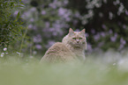 Maine-Coon-Mischling