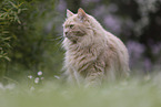 Maine-Coon-Mischling