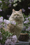 Maine-Coon-Mischling