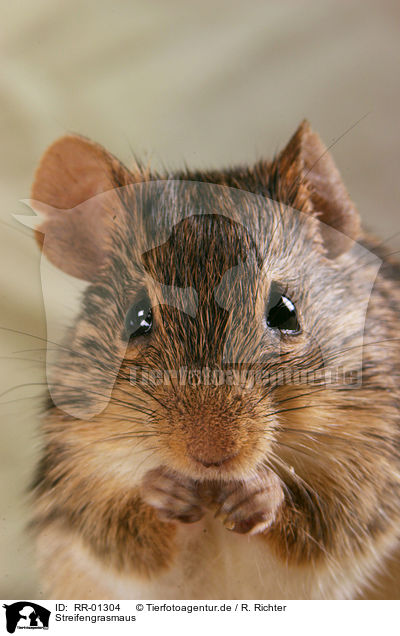 Streifengrasmaus / striped grass mouse / RR-01304