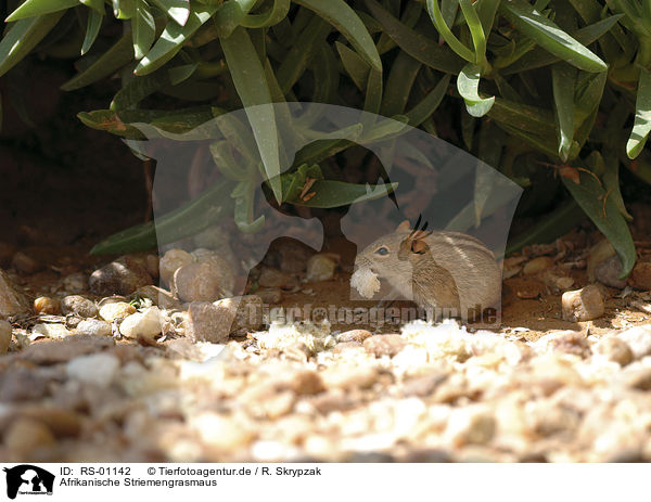 Afrikanische Striemengrasmaus / Four-striped Grass Mouse / RS-01142