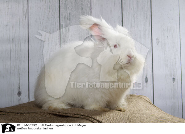 weies Angorakaninchen / white Angora rabbit / JM-06392