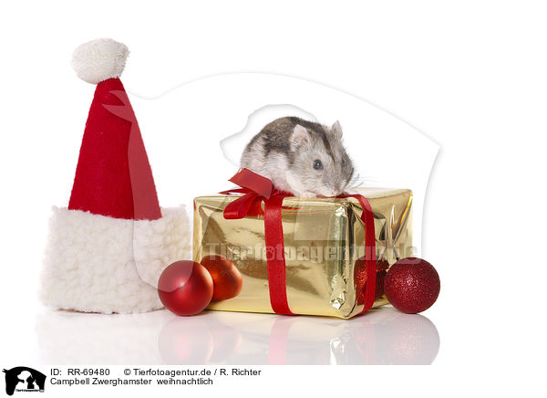 Campbell Zwerghamster  weihnachtlich / Campbell's dwarf hamster at christmas / RR-69480
