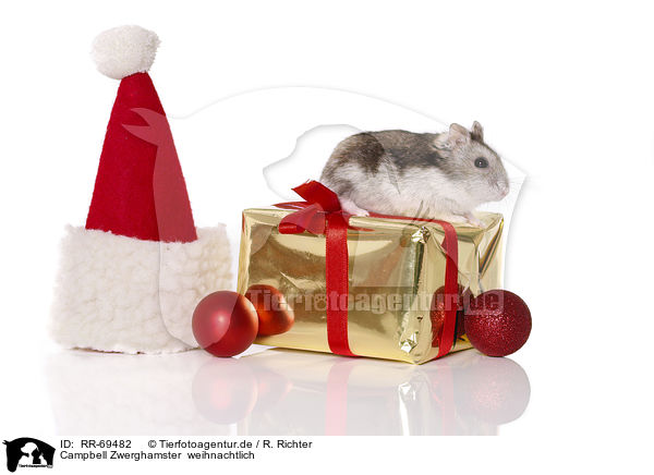 Campbell Zwerghamster  weihnachtlich / Campbell's dwarf hamster at christmas / RR-69482