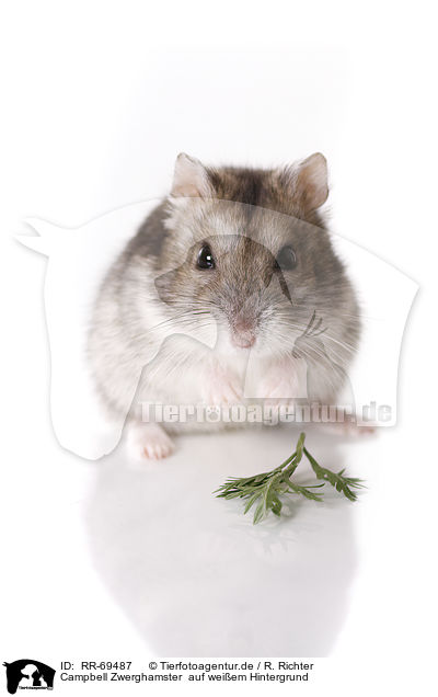 Campbell Zwerghamster  auf weiem Hintergrund / Campbell's dwarf hamster on white background / RR-69487