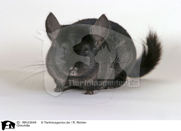 Chinchilla / Laniger / RR-03646