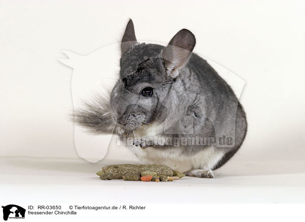 fressender Chinchilla / eating laniger / RR-03650