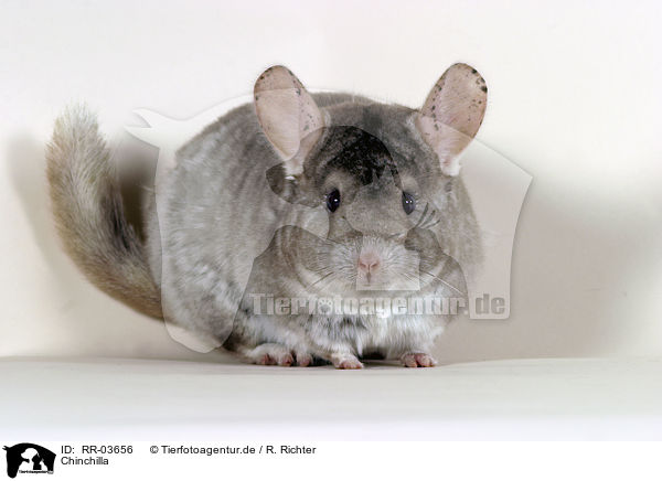 Chinchilla / Laniger / RR-03656