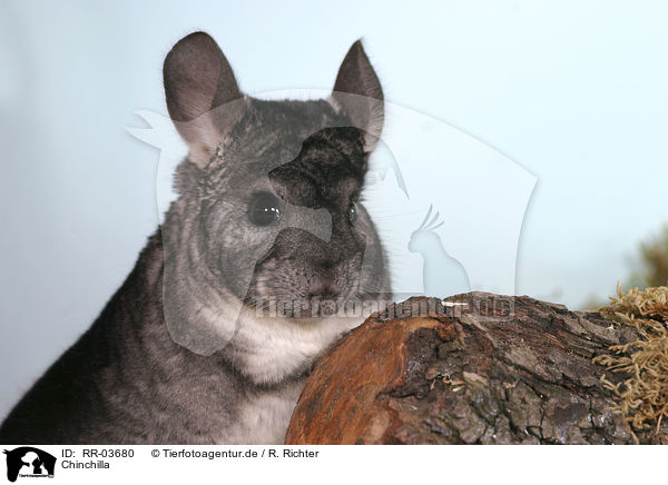 Chinchilla / Laniger Portrait / RR-03680