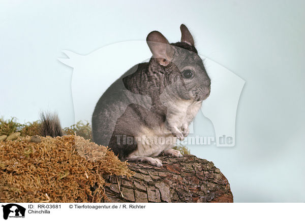 Chinchilla / Laniger / RR-03681