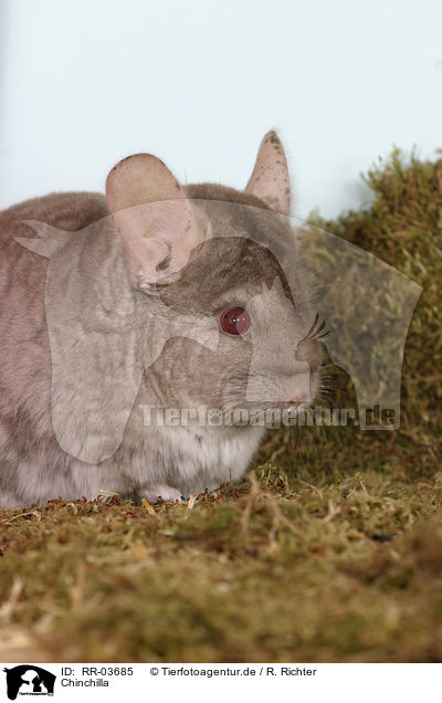 Chinchilla / Laniger Portrait / RR-03685