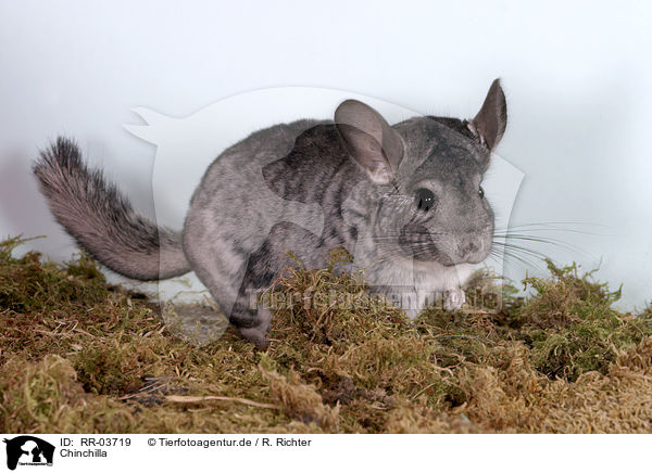 Chinchilla / laniger / RR-03719