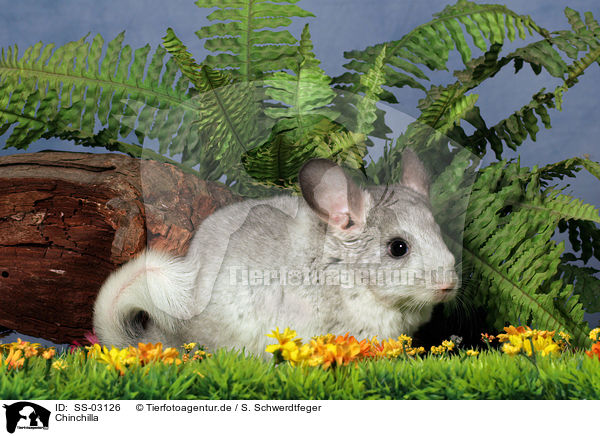 Chinchilla / Chinchilla / SS-03126