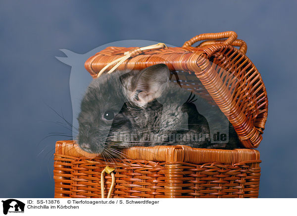 Chinchilla im Krbchen / Chinchilla in basket / SS-13876