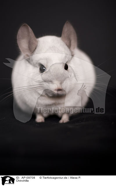 Chinchilla / laniger / AP-09708