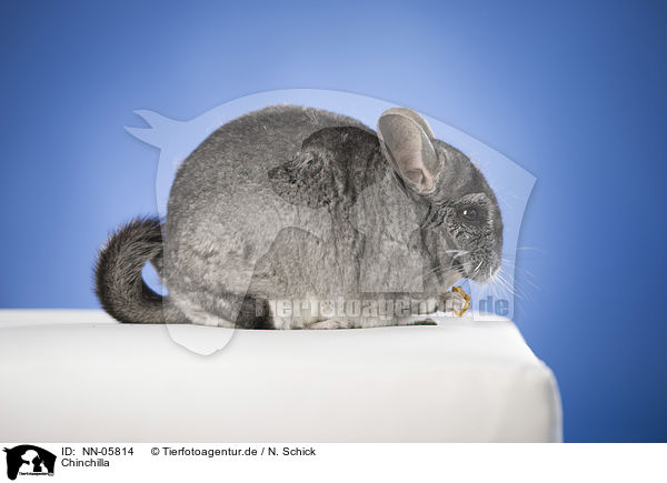 Chinchilla / Chinchilla / NN-05814