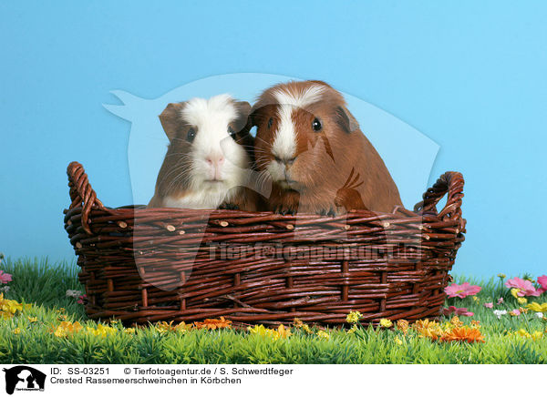 Crested Rassemeerschweinchen in Krbchen / Crested Guinea Pigs in basket / SS-03251