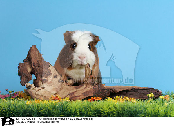 Crested Rassemeerschweinchen / Crested Guinea Pig / SS-03261