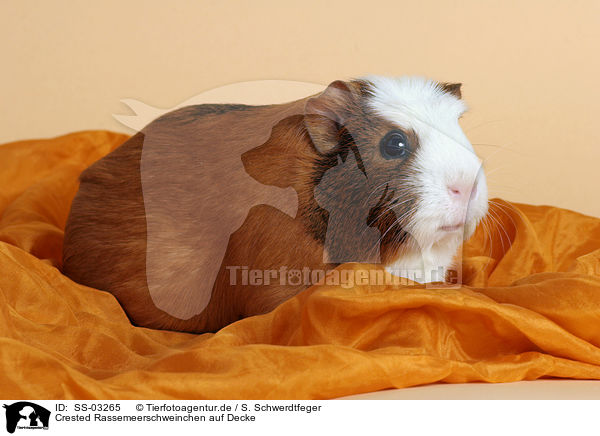 Crested Rassemeerschweinchen auf Decke / Crested Guinea Pig on blanket / SS-03265