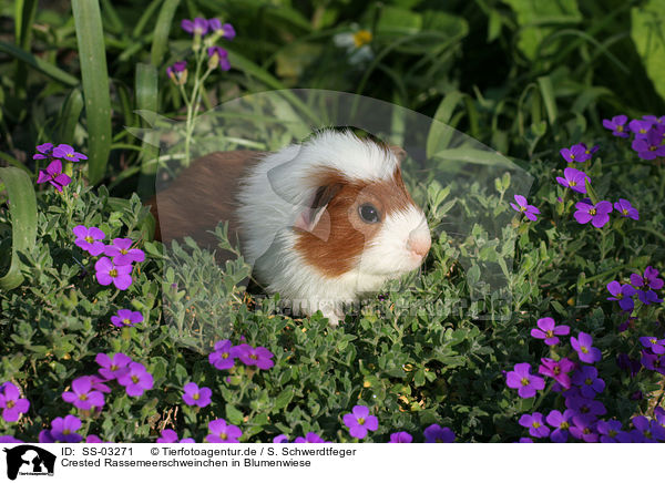 Crested Rassemeerschweinchen in Blumenwiese / Crested Guinea Pig in flower field / SS-03271