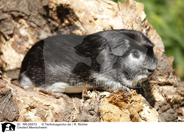 Crested Meerschwein / Crested guinea pig / RR-26672