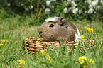 Crested Meerschweinchen