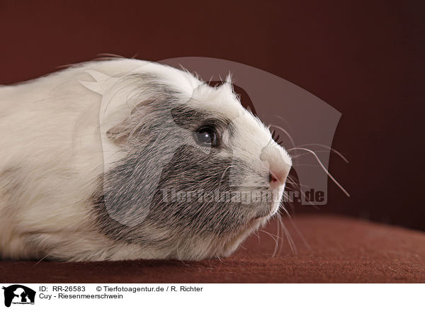 Cuy - Riesenmeerschwein / Cuy - giant guinea pig / RR-26583