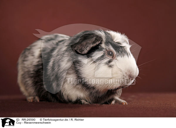 Cuy - Riesenmeerschwein / Cuy - giant guinea pig / RR-26590