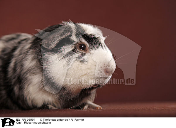 Cuy - Riesenmeerschwein / Cuy - giant guinea pig / RR-26591
