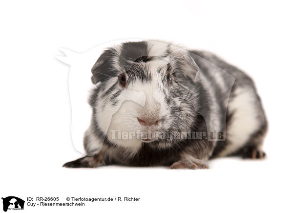 Cuy - Riesenmeerschwein / Cuy - giant guinea pig / RR-26605