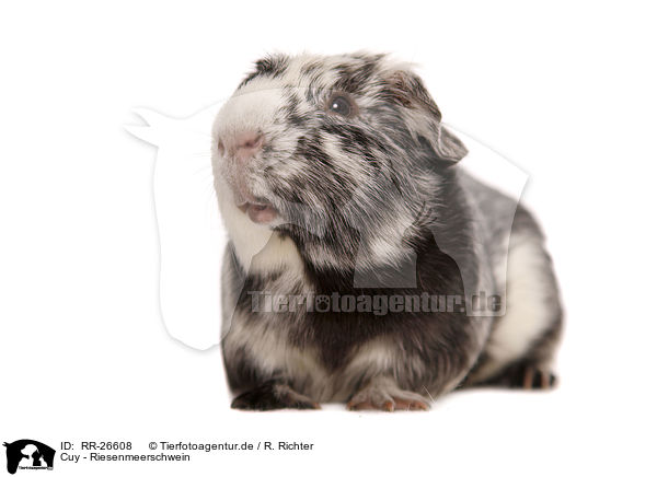 Cuy - Riesenmeerschwein / Cuy - giant guinea pig / RR-26608