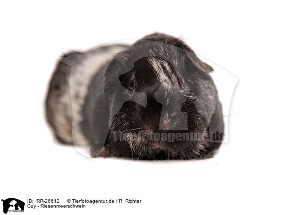 Cuy - Riesenmeerschwein / Cuy - giant guinea pig / RR-26612