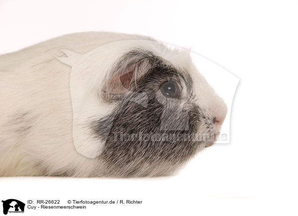Cuy - Riesenmeerschwein / Cuy - giant guinea pig / RR-26622