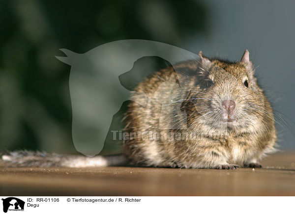 Degu / octodon / RR-01106