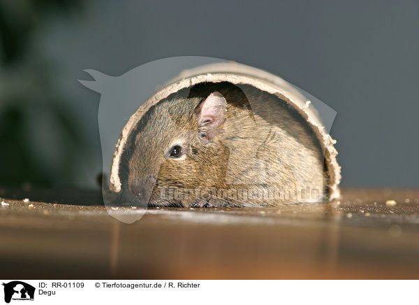 Degu / octodon / RR-01109