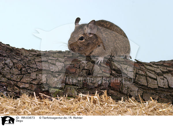 Degu / Octodon / RR-03673