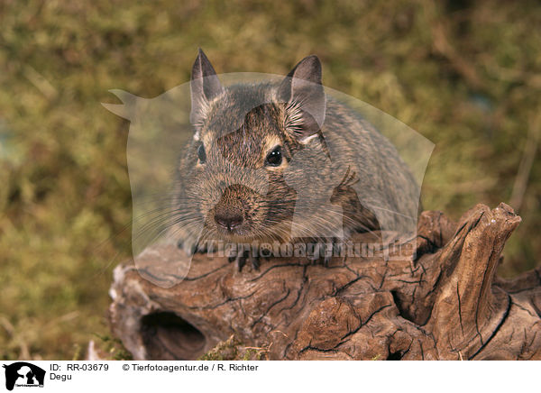 Degu / Octodon / RR-03679