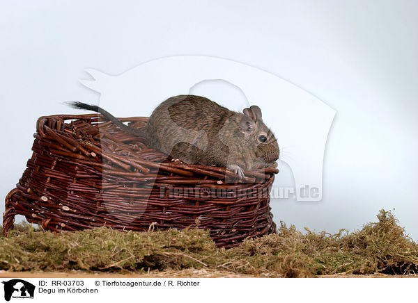 Degu im Krbchen / octodon in the basket / RR-03703