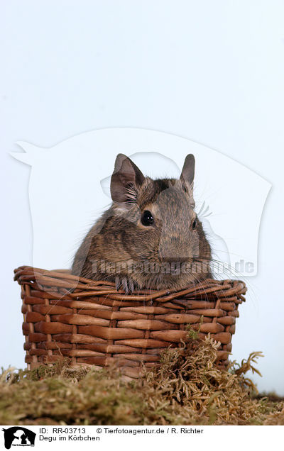 Degu im Krbchen / octodon in the basket / RR-03713