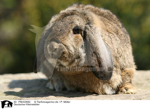 Deutscher Kleinwidder / lop-eared bunny / PM-02882