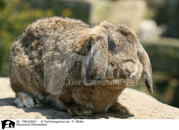Deutscher Kleinwidder / lop-eared bunny / PM-02883