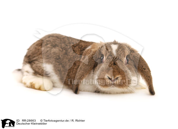 Deutscher Kleinwidder / lop-eared bunny / RR-28663