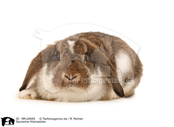 Deutscher Kleinwidder / lop-eared bunny / RR-28669