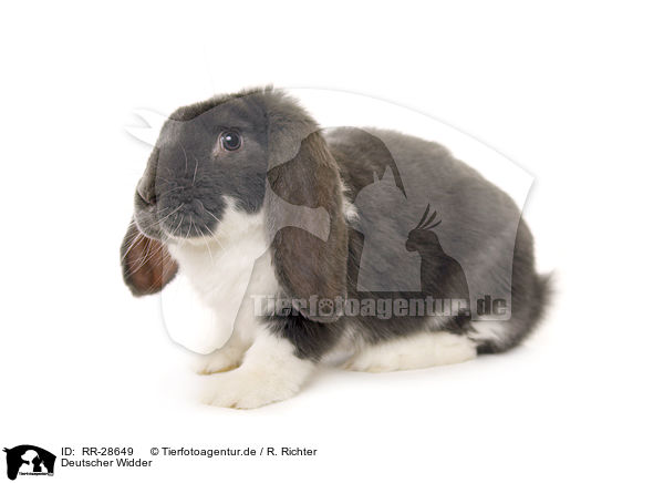 Deutscher Widder / lop-eared bunny / RR-28649